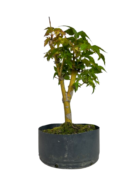 Pré Bonsai de Acer Palmatum ( Momiji ) 5 anos (40 cm)