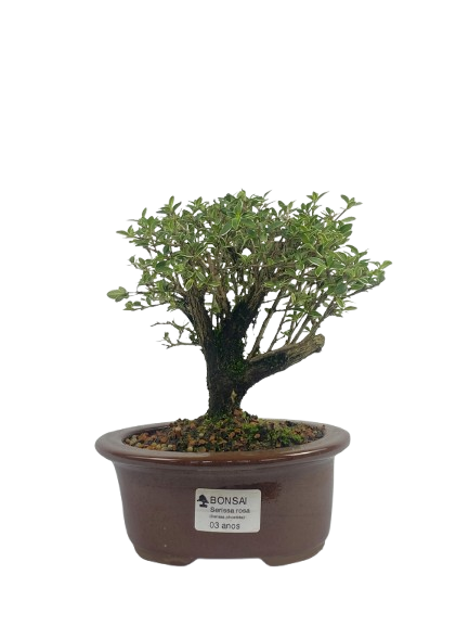 Serissa (Phoetida)  3 anos ( 23 cm) Florescendo