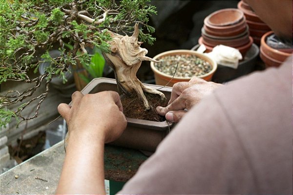 Transplante em loja