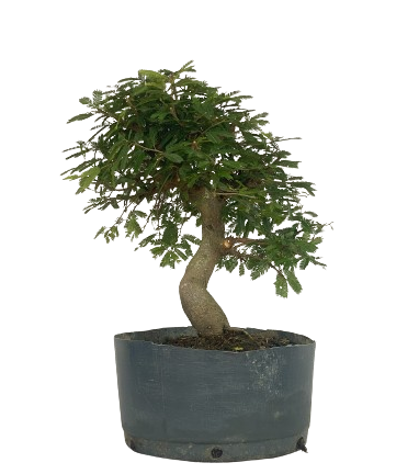 Pré Bonsai de Calliandra 5 Anos (32 cm)