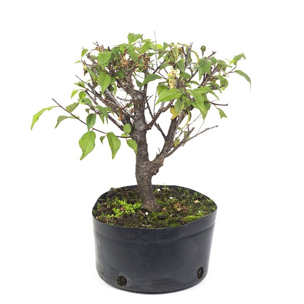 Pré Bonsai de Sakurá 5 anos (32 cm)