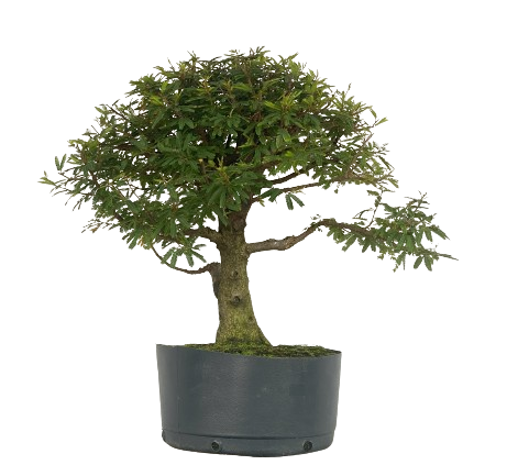 Pré Bonsai de Calliandra 9 Anos (53 cm) com Movimento