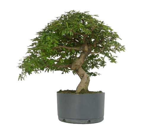 Pré Bonsai de Calliandra 9 Anos (60 cm) com Movimento