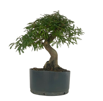 Pré Bonsai de Calliandra 5 Anos (36 cm)