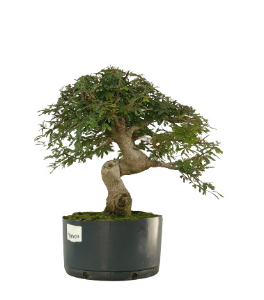 Pré Bonsai de Calliandra 9 Anos (50 cm)