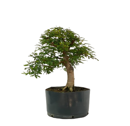 Pré Bonsai de Calliandra 6 Anos (40 cm) com Movimento