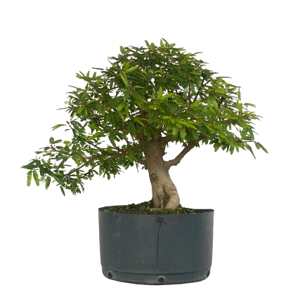 Pré Bonsai de Calliandra 6 Anos (45 cm)