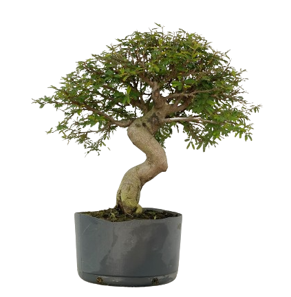 Pré Bonsai de Calliandra 9 Anos (60 cm) com Movimento