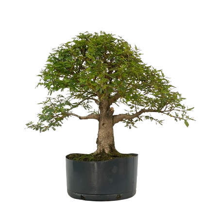 Pré Bonsai de Calliandra 9 Anos (50 cm) com Movimento
