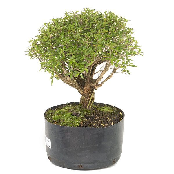 Pré Bonsai de Serissa  (Phoetida) 6 anos (37 cm)