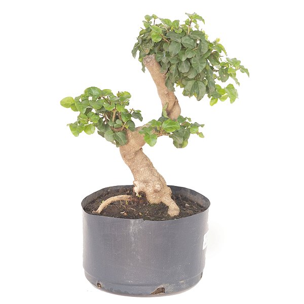 Pré Bonsai de Ligustrinho 5 anos ( 39 cm)