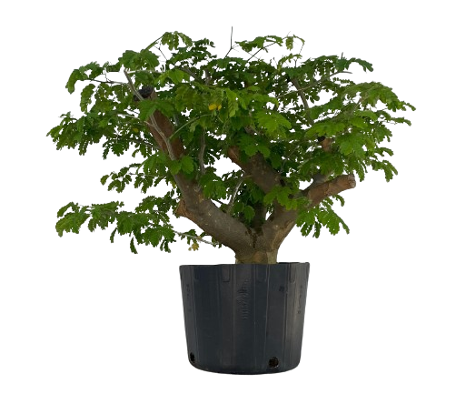 Pithecolobium Tortum - Pitheco