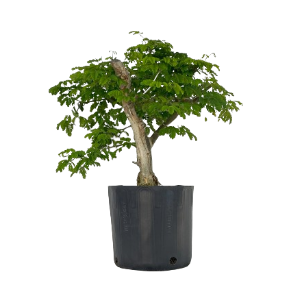 Pithecolobium Tortum - Pitheco