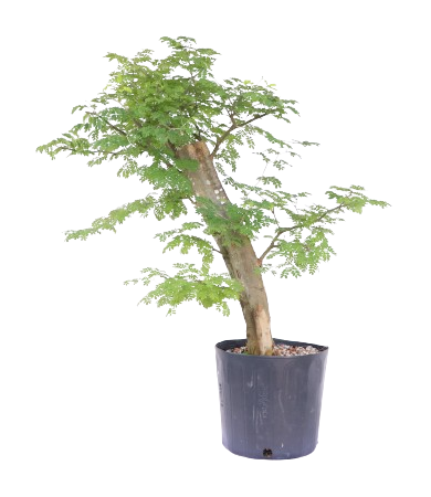 Pithecolobium Tortum - Pitheco