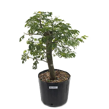 Pithecolobium Tortum - Pitheco