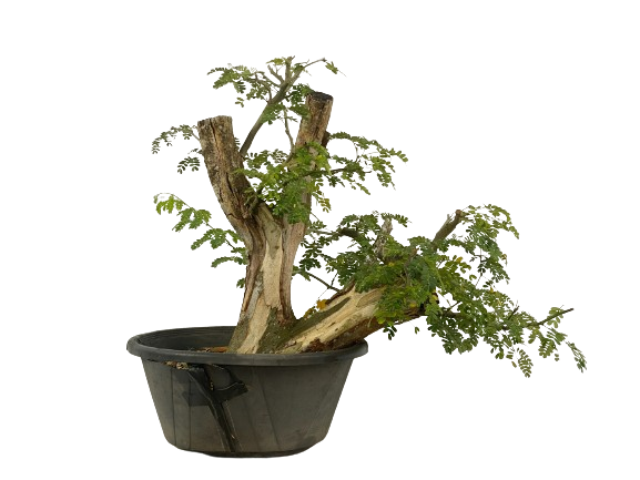 Pithecolobium Tortum - Pitheco