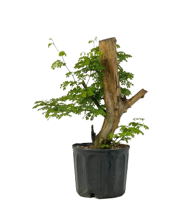 Pithecolobium Tortum - Pitheco