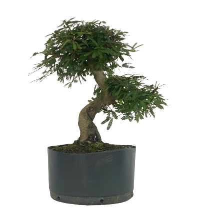 Pré Bonsai de Calliandra 5 Anos (43 cm) com Movimento