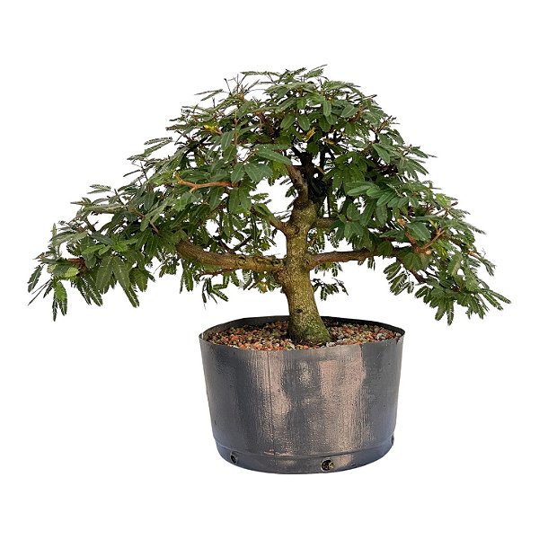 Pré Bonsai de Calliandra 6 Anos (37 cm)