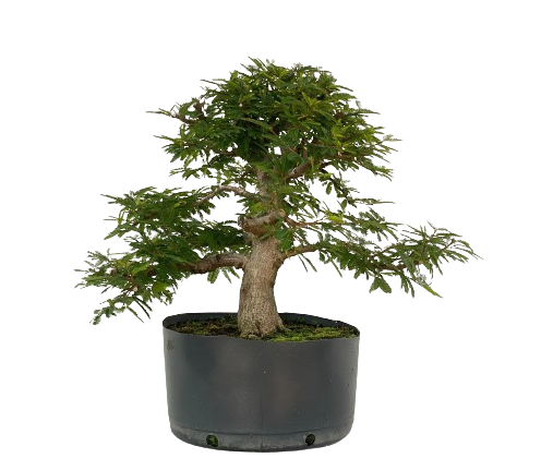 Pré Bonsai de Calliandra 6 Anos (45 cm) com Movimento
