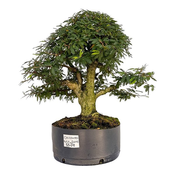 Pré Bonsai de Calliandra 8 Anos (44 cm)