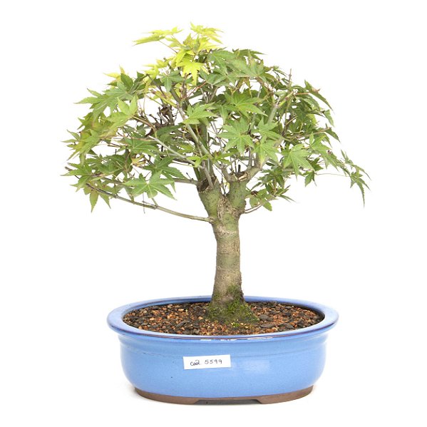 Bonsai de Acer Palmatum 14 Anos ( 38 cm)