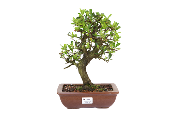 Bonsai de Piracanta Amarela 6 anos ( 32 cm)