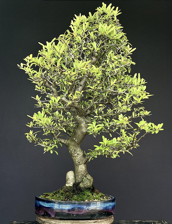 Bonsai de Piracanta laraja  20 anos ( 75 cm)