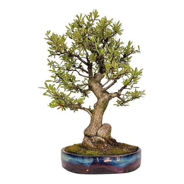 Bonsai de Piracanta laraja 20 anos ( 75 cm)