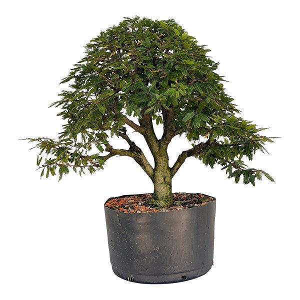 Pré Bonsai de Calliandra Rosa 07 Anos ( 44 cm )