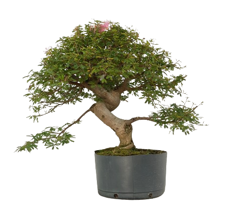 Pré Bonsai de Calliandra Rosa  09 Anos ( 60 cm )