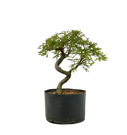 Pré Bonsai de Calliandra Rosa  05 Anos ( 45 cm )