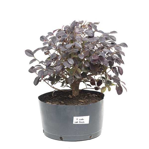 Pré Bonsai de Loropetalum 4 anos (35 cm) Hamamélis