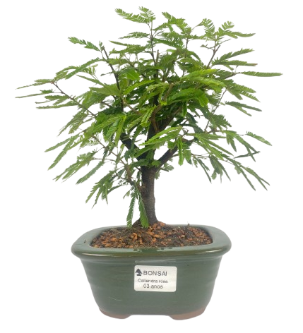 Bonsai de Calliandra Rosa 3 Anos ( 24 cm )