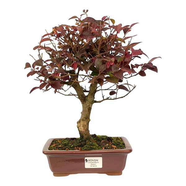 Bonsai de Loropetalum Rubrum 6 anos 32 cm