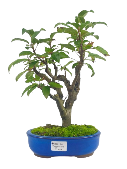 Macieira Anã (Malus Everest) 5 anos - 30 cm - Frutificando