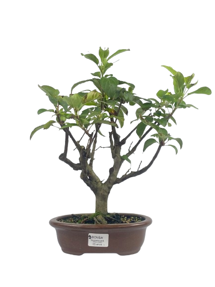 Macieira Anã (Malus Everest) 5 anos - 30 cm - Frutificando