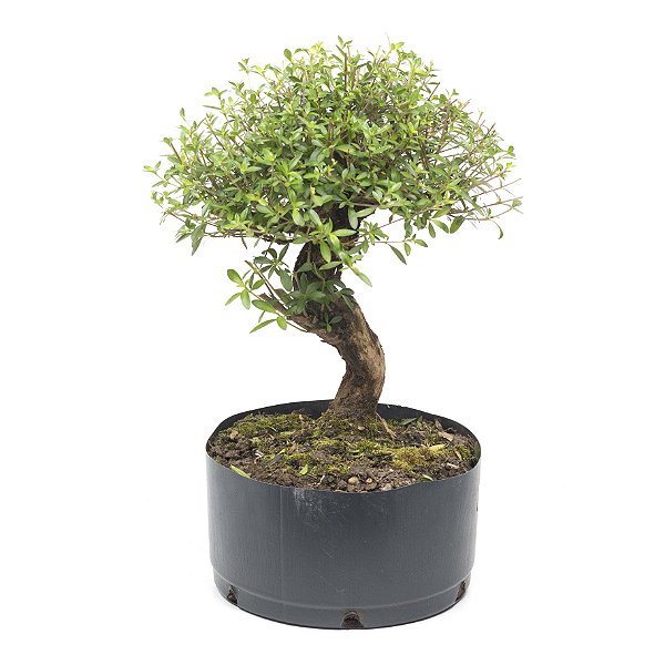 Pré Bonsai de Serissa (Phoetida) 5 anos (35 cm)