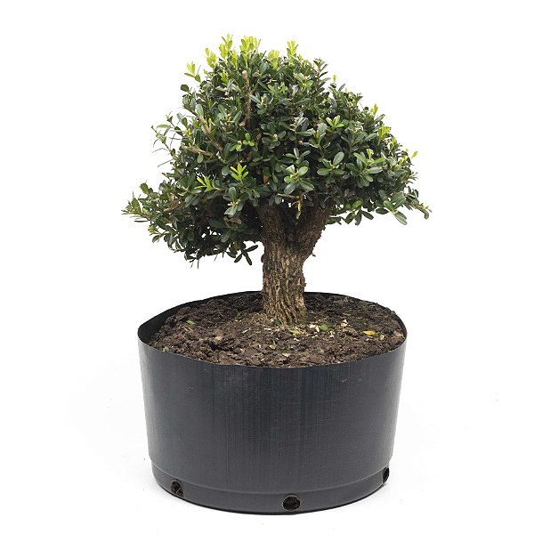 Pré Bonsai de Buxus Harlandi 8 anos (38 cm)