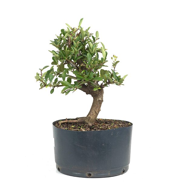 Pré Bonsai de Piracanta Amarela 4 anos (35 cm)
