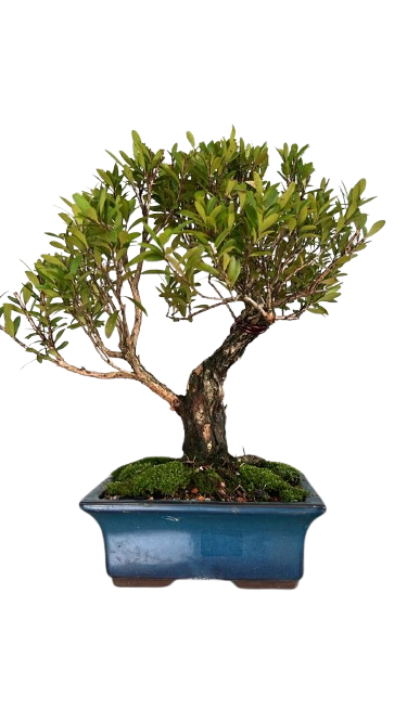 Bonsai de Cereja Anã (silvestre) 12 anos ( 38 cm )