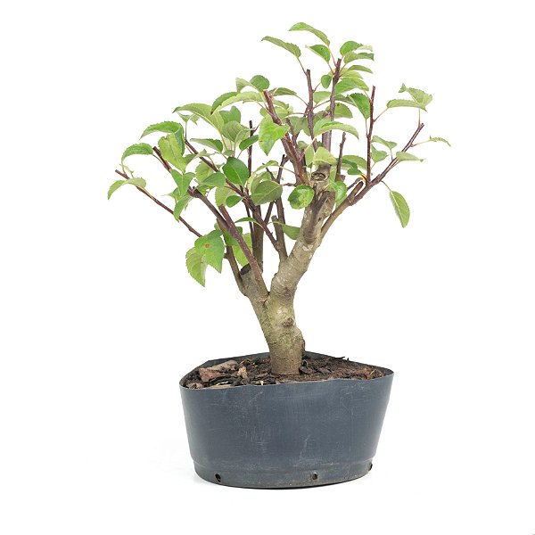 Pré Bonsai de Macieira Anã (Malus Everest) 4 anos - 37 cm - Frutificando