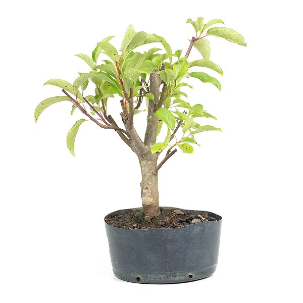 Pré Bonsai de Macieira Anã (Malus Everest) 4 anos - 37 cm - Frutificando