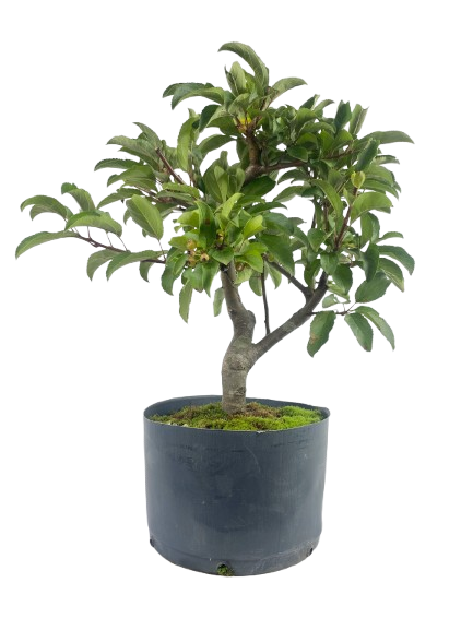 Pré Bonsai de Macieira Anã (Malus Everest) 5 anos - 45 cm - Frutificando