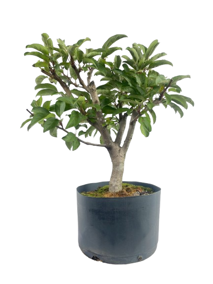 Pré Bonsai de Macieira Anã (Malus Everest) 5 anos - 45 cm - Frutificando