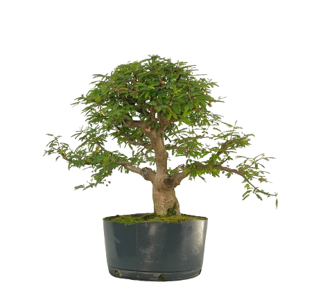 Pré Bonsai de Calliandra 9 Anos (50cm)