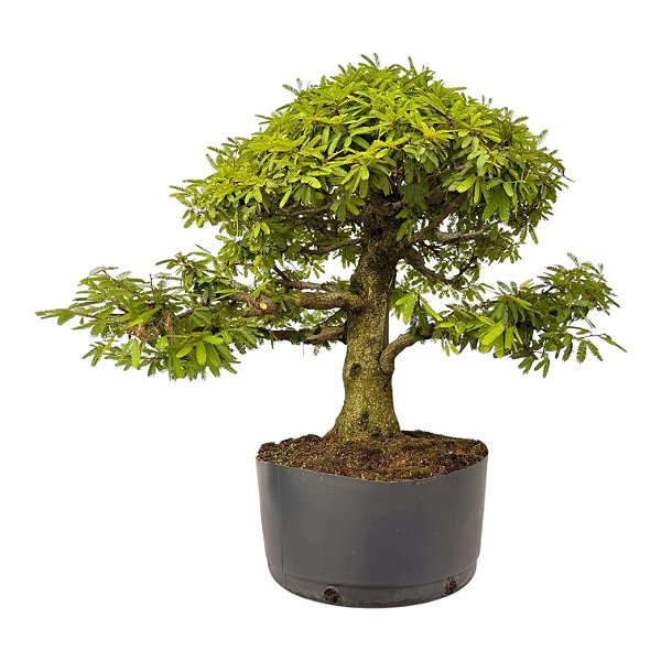 Pré Bonsai de Calliandra Rosa 9 Anos (50 cm)