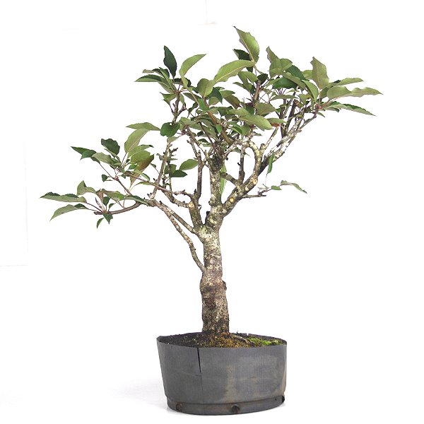 Pré Bonsai de Macieira Anã (Atrosanguínea ) 8 anos - 60 cm - Frutificando