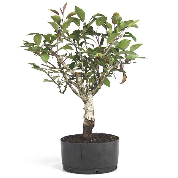 Pré Bonsai de Macieira Anã (Atrosanguínea ) 7 anos - 60 cm - Frutificando