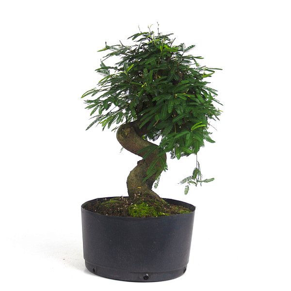 Pré Bonsai de Calliandra 8 Anos (40 cm) com Movimento